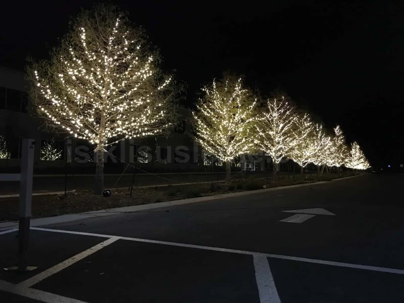 Gece otopark yolu kenarinda sira seklinde dizilmis agaclara sarılmis sicak beyaz LED isiklar