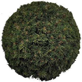 Küre Çelenk Hugo 93840.04 varyantı