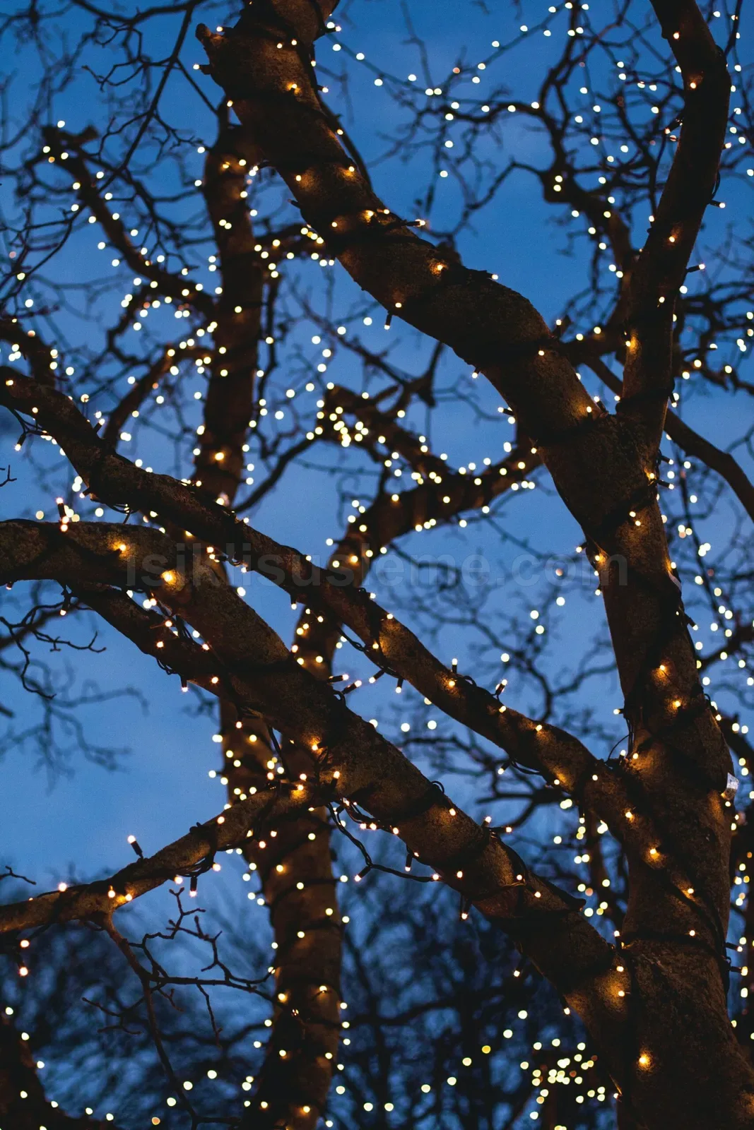 Yapraklarini dokmus ciplak agac dallari sicak ve soguk beyaz LED peri isiklariyla karanlık göge karşı parlıyor
